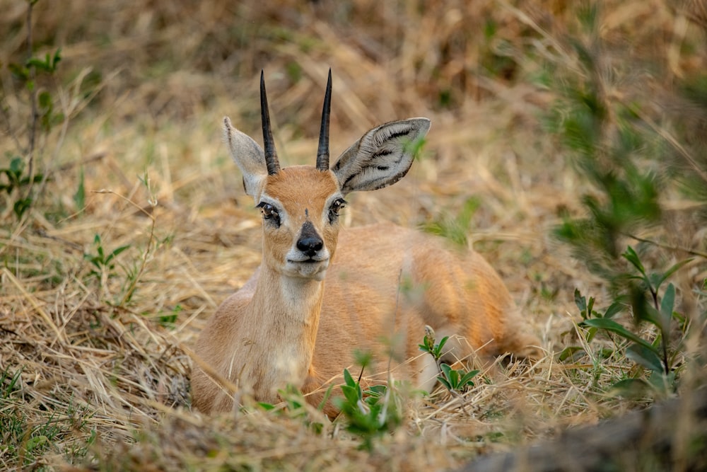 a deer lying in the grass