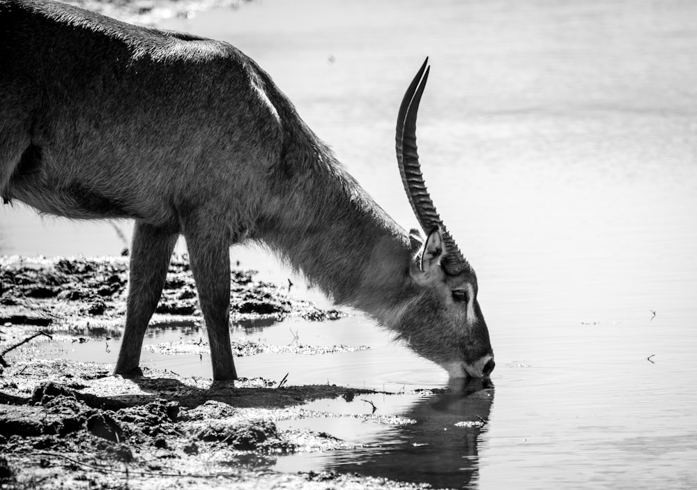 a large animal drinking water