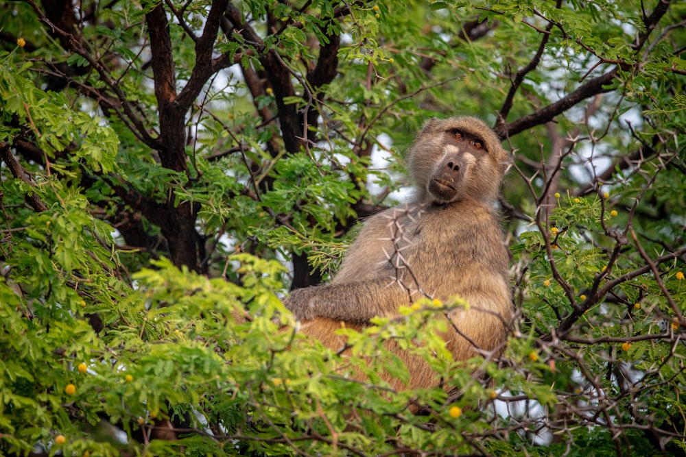 a monkey sitting in a tree