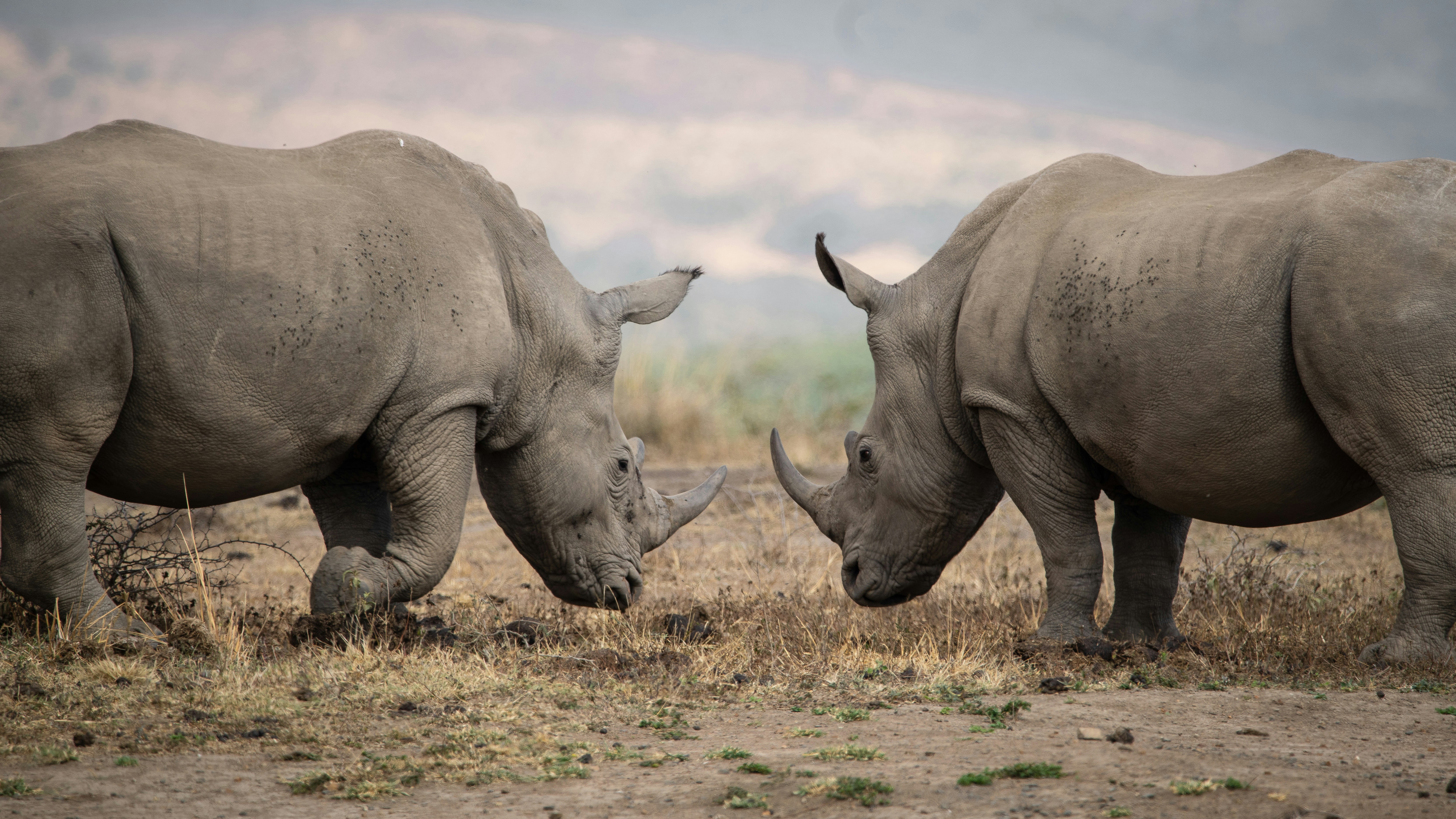 two rhinoceros in a field