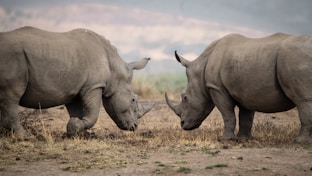 two rhinoceros in a field