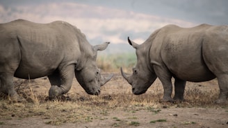 two rhinoceros in a field
