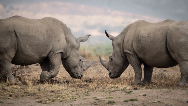 two rhinoceros in a field