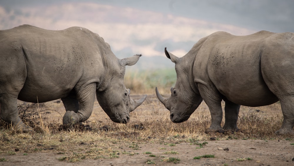 two rhinoceros in a field