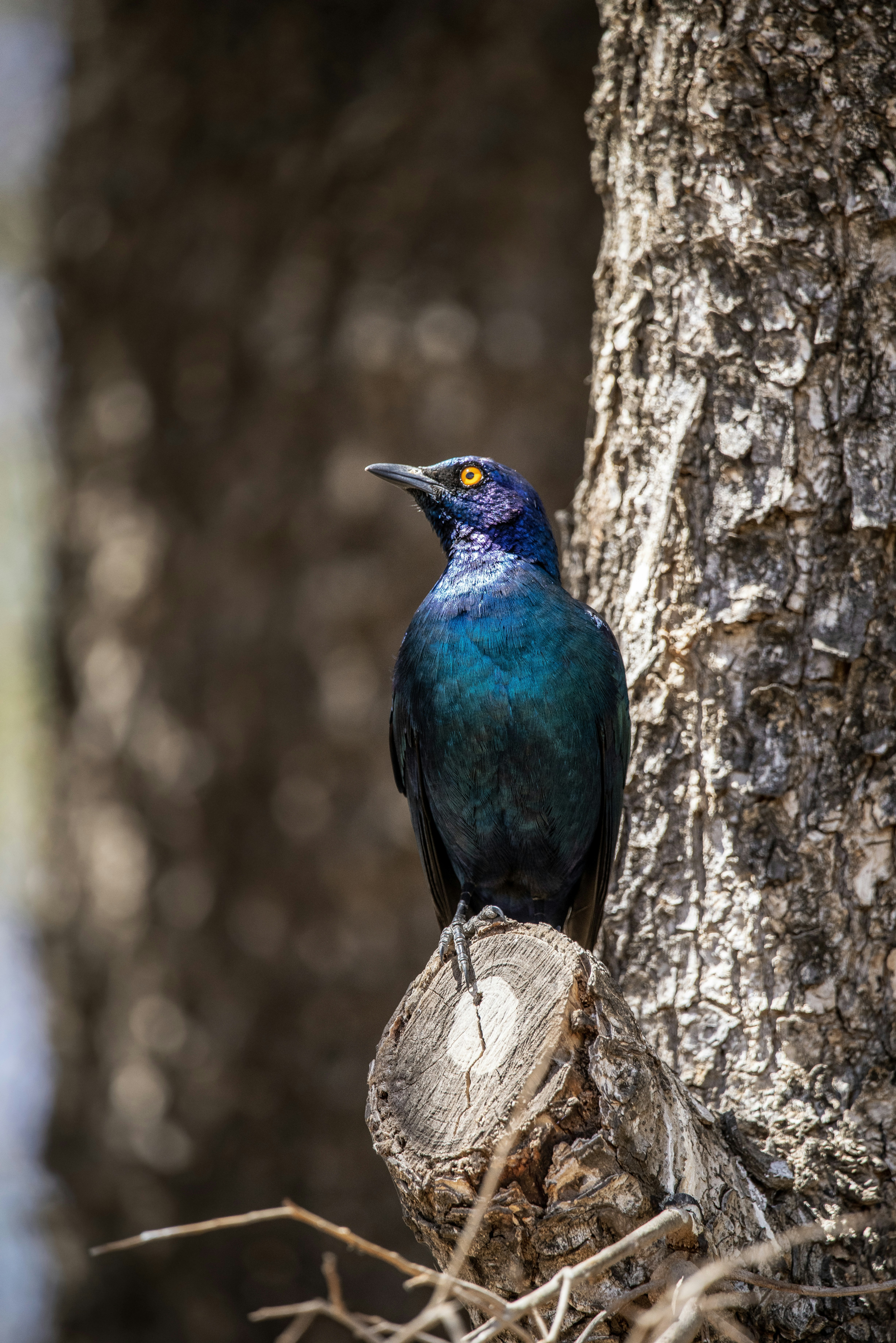 Photo by ajeetpanesarphotography