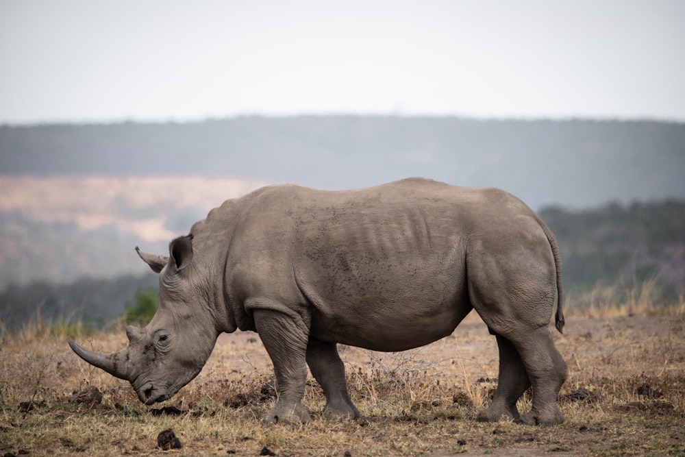 a rhinoceros walking in a field