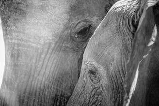 Close-up of Aloka’s calm, wise eyes reflecting the spirit of resilience and hope.