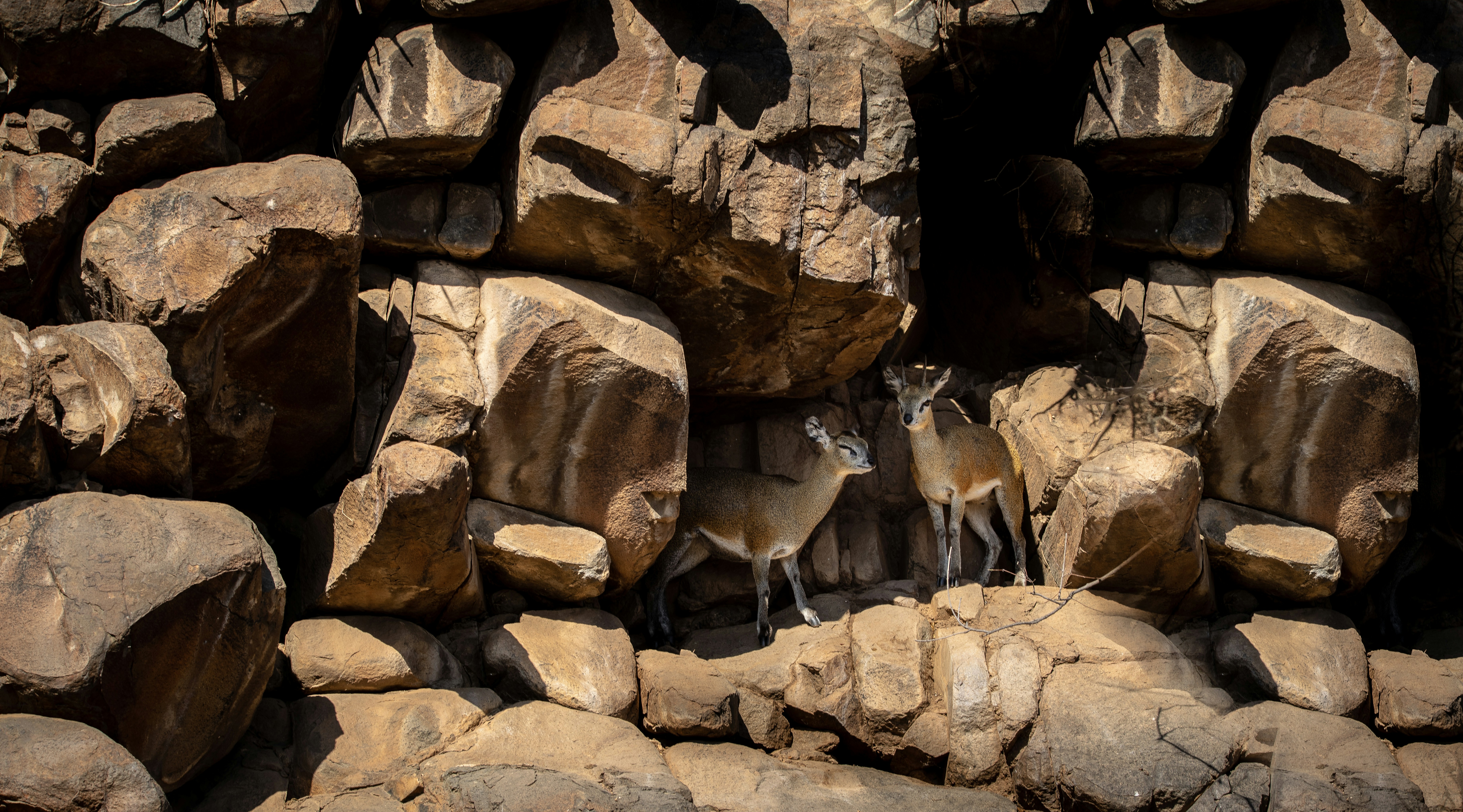 Photo by ajeetpanesarphotography