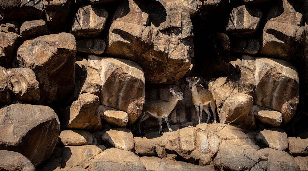 a couple of deer in a rocky area