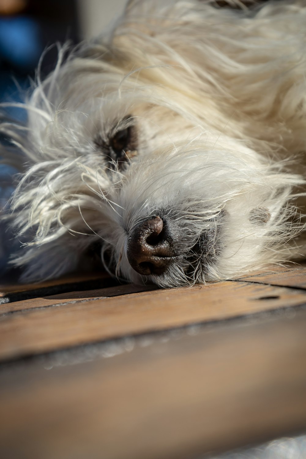 a dog lying on a bed