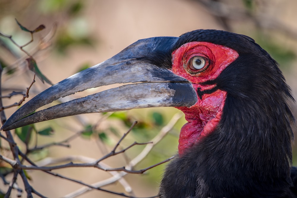 a black bird with a red beak