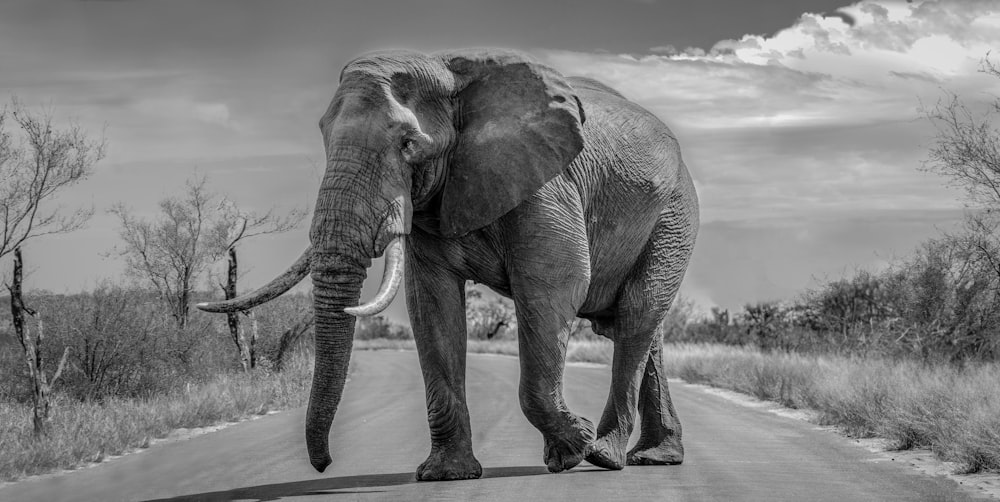 an elephant walking on a road