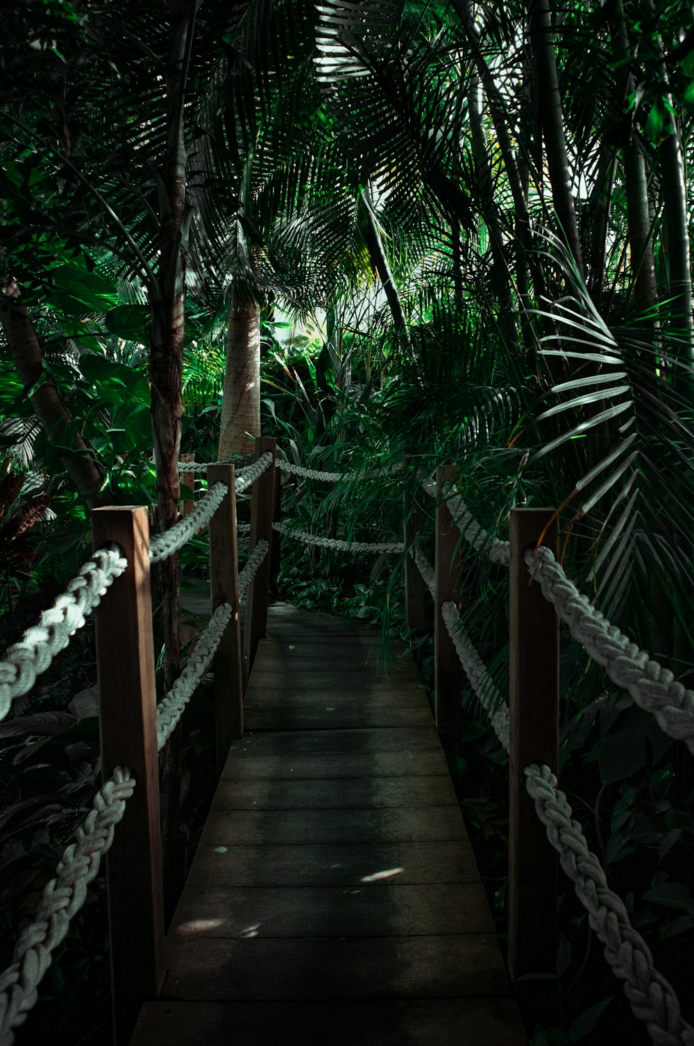 a wooden bridge in a tropical area