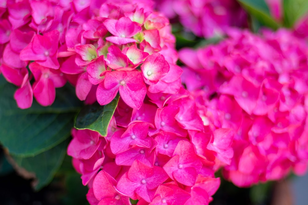 a group of pink flowers