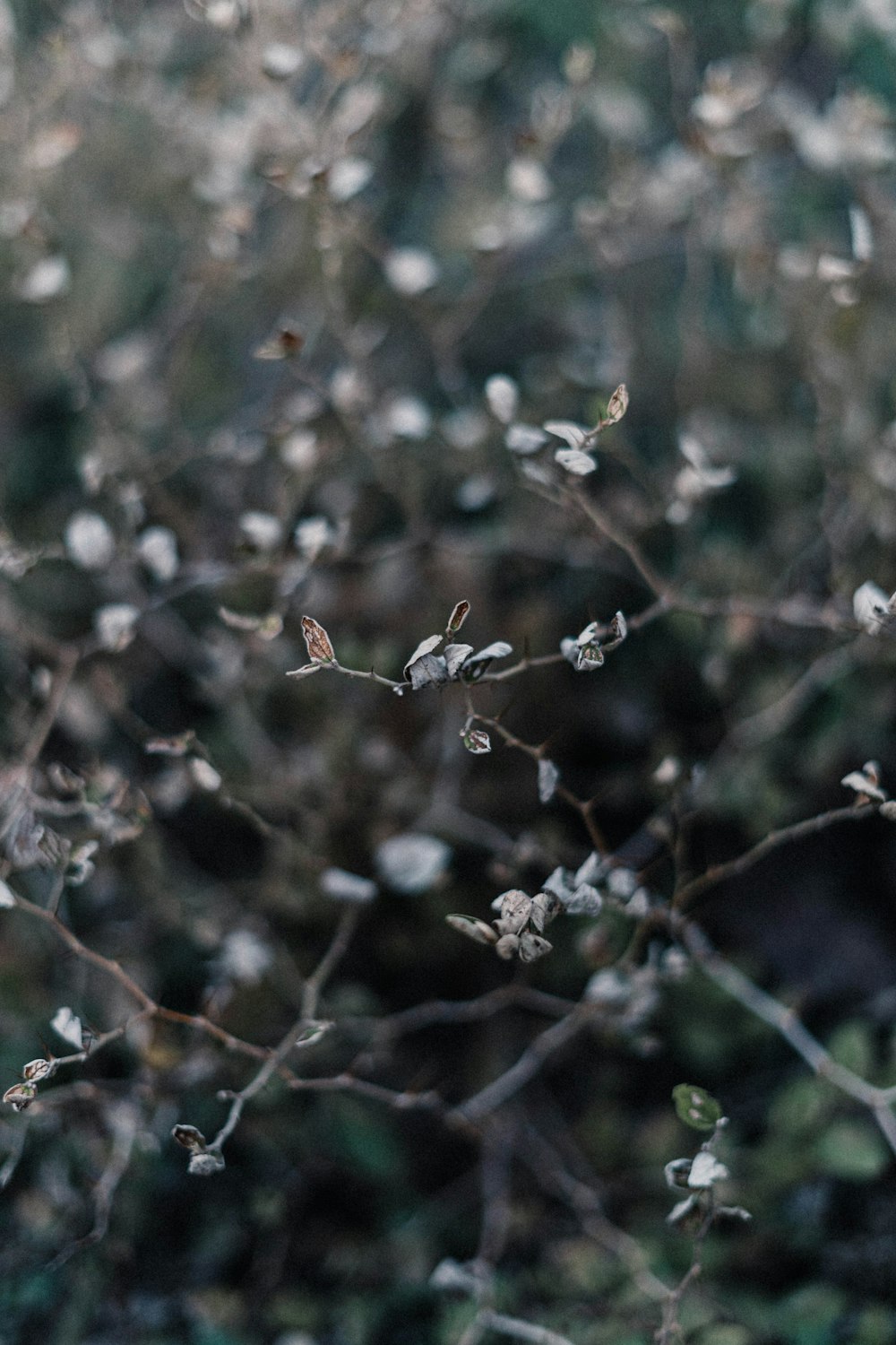 close up of a tree branch