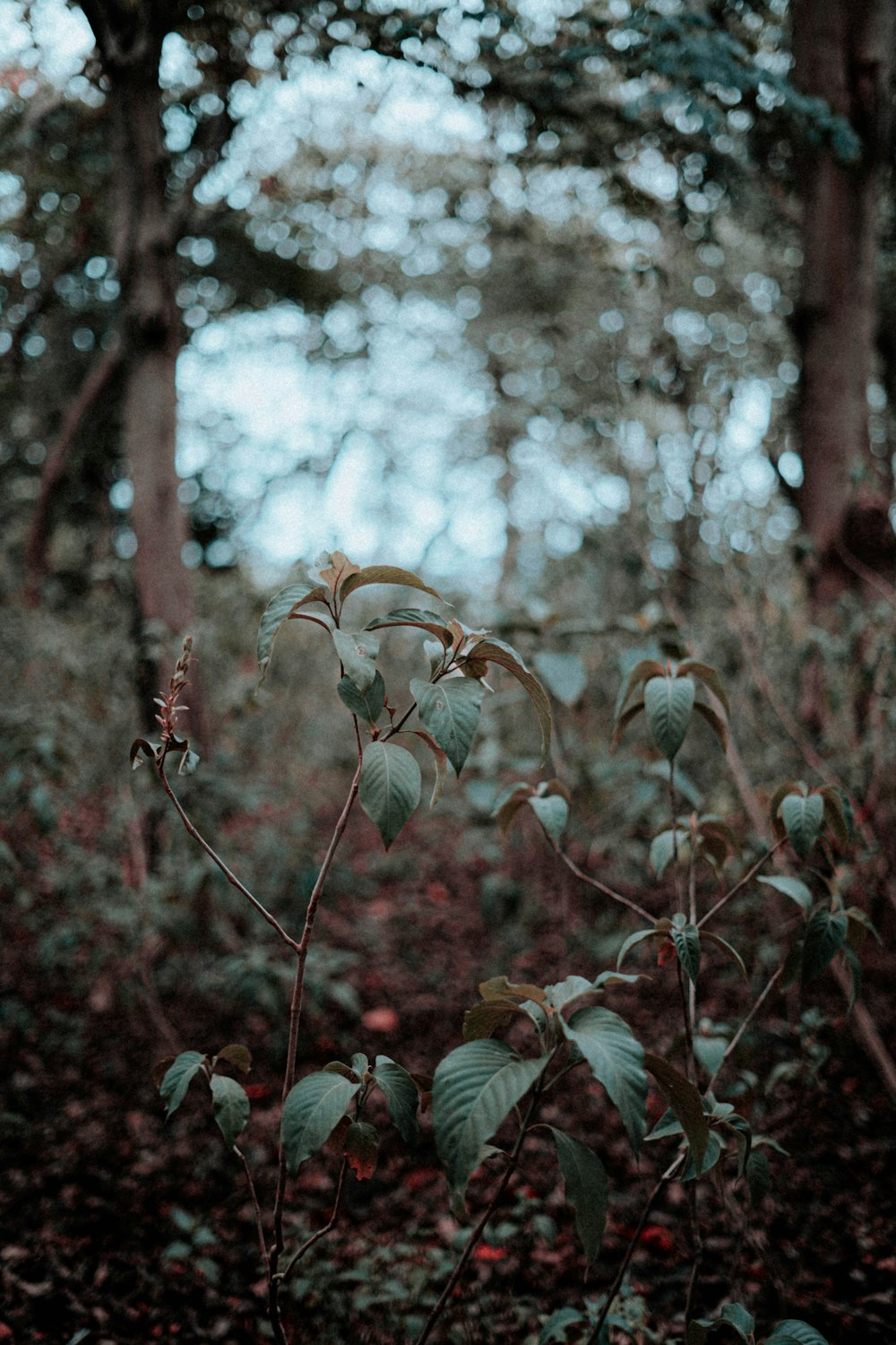 a close-up of some leaves