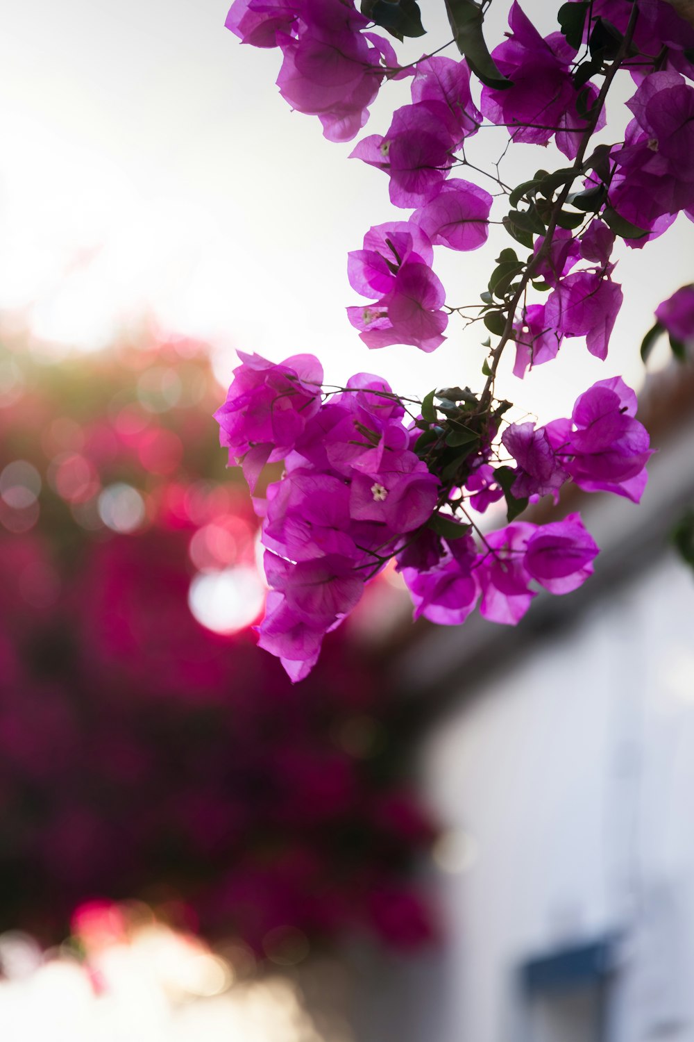 a vase filled with purple flowers