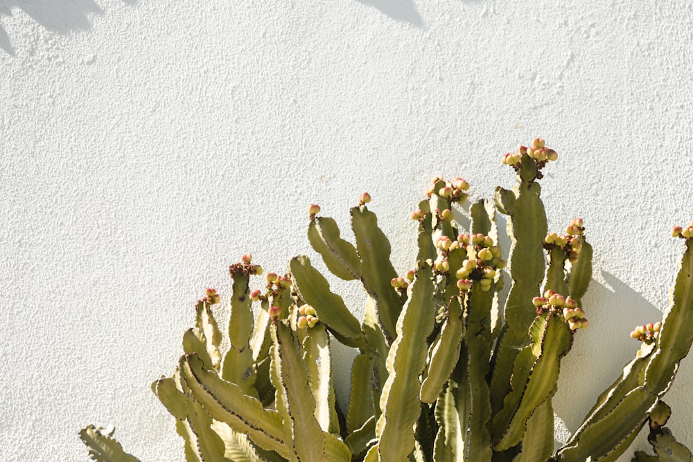 a vase of flowers on a cactus