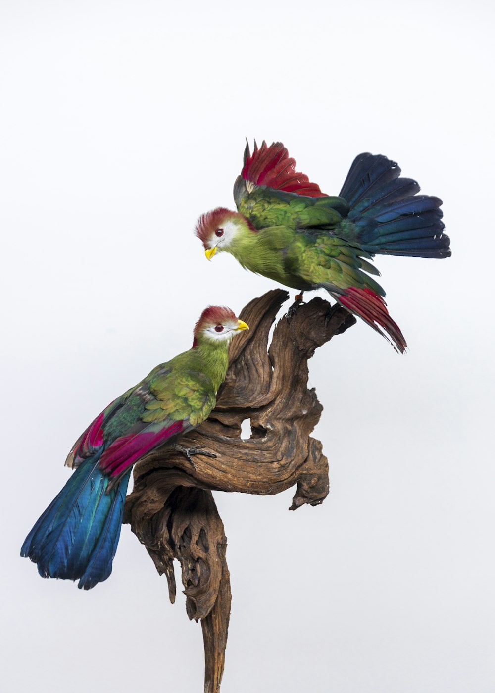 枝の上の色とりどりの鳥のグループ