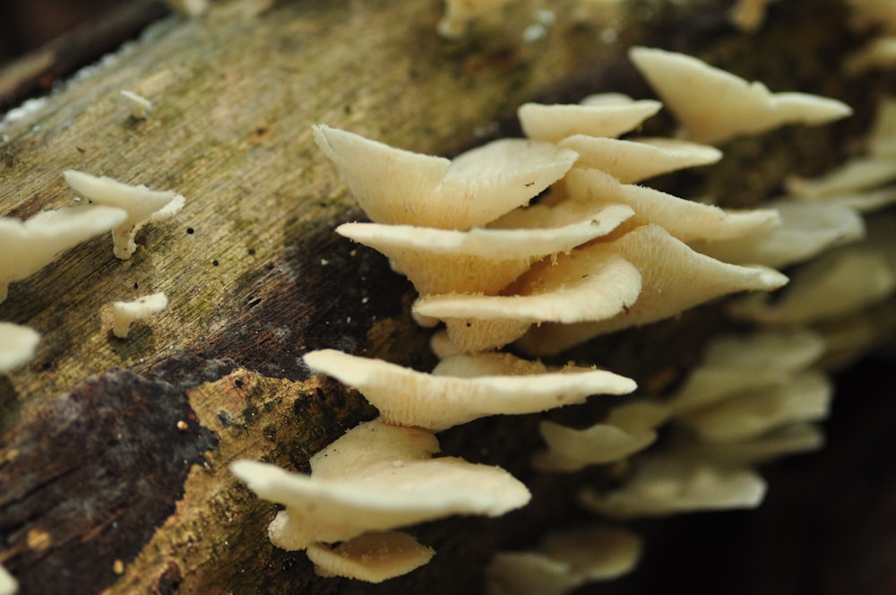 a group of mushrooms growing in a pot