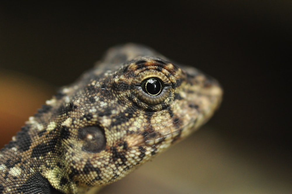 a close up of a lizard