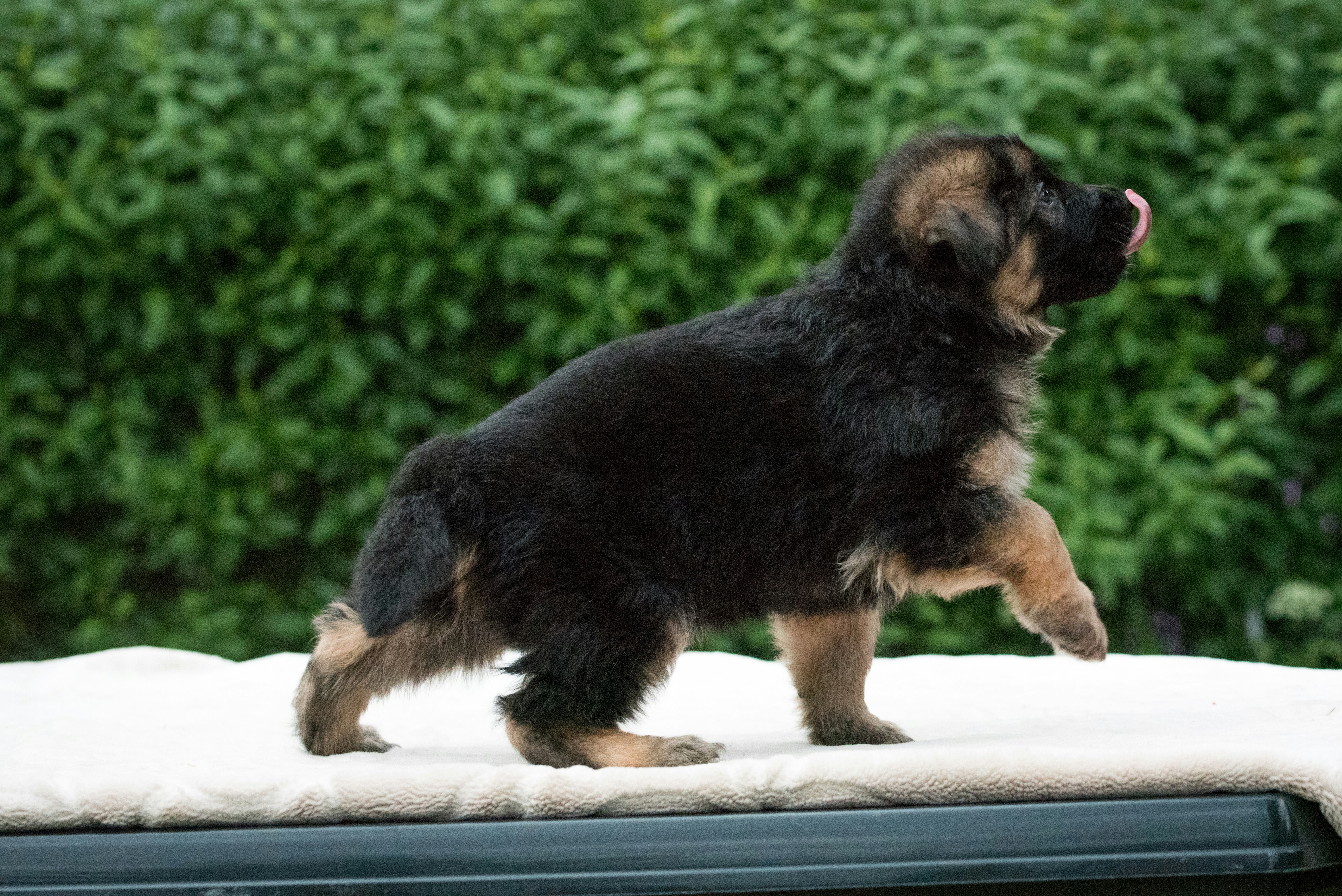 a dog standing on a car