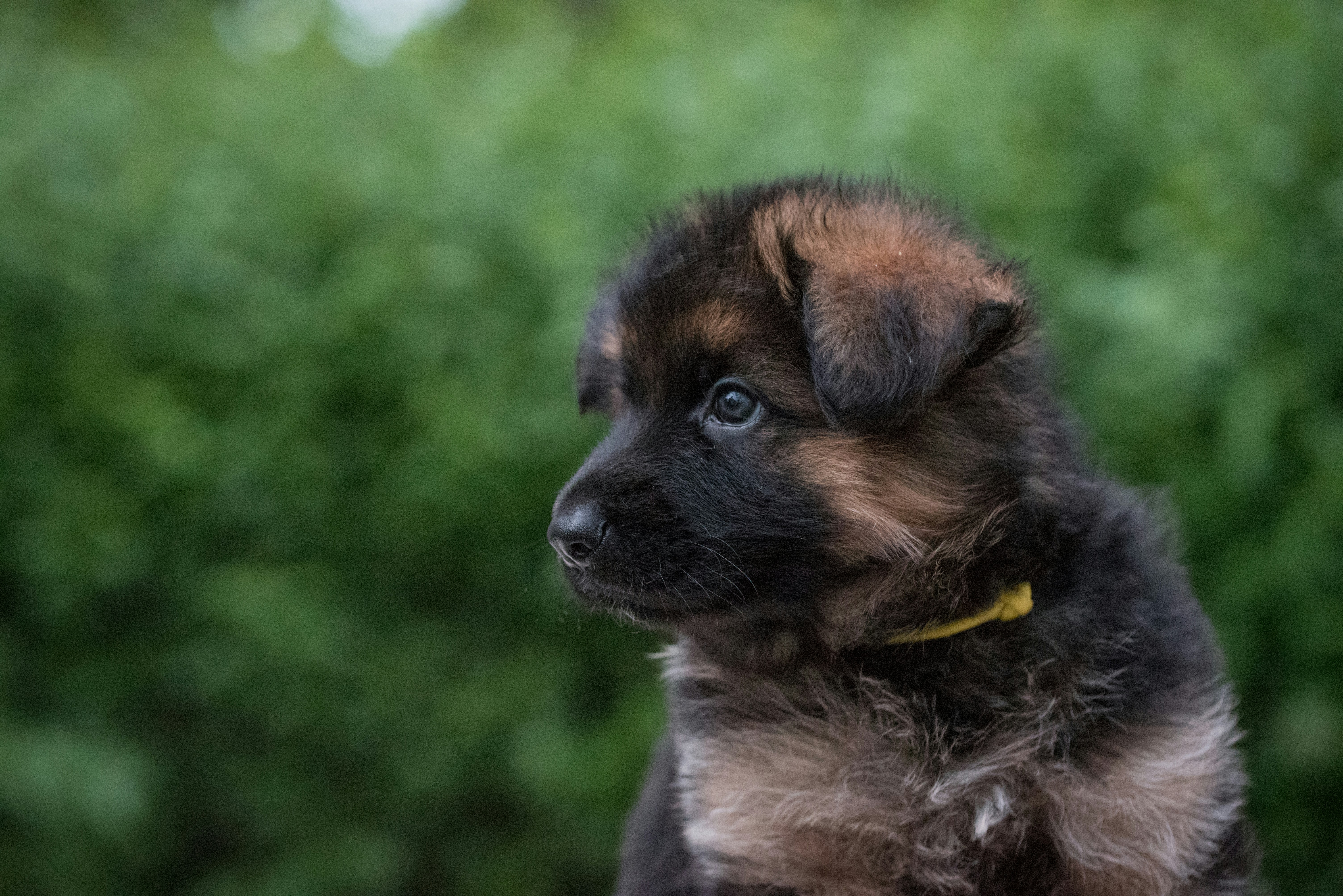 Newfoundland Puppies