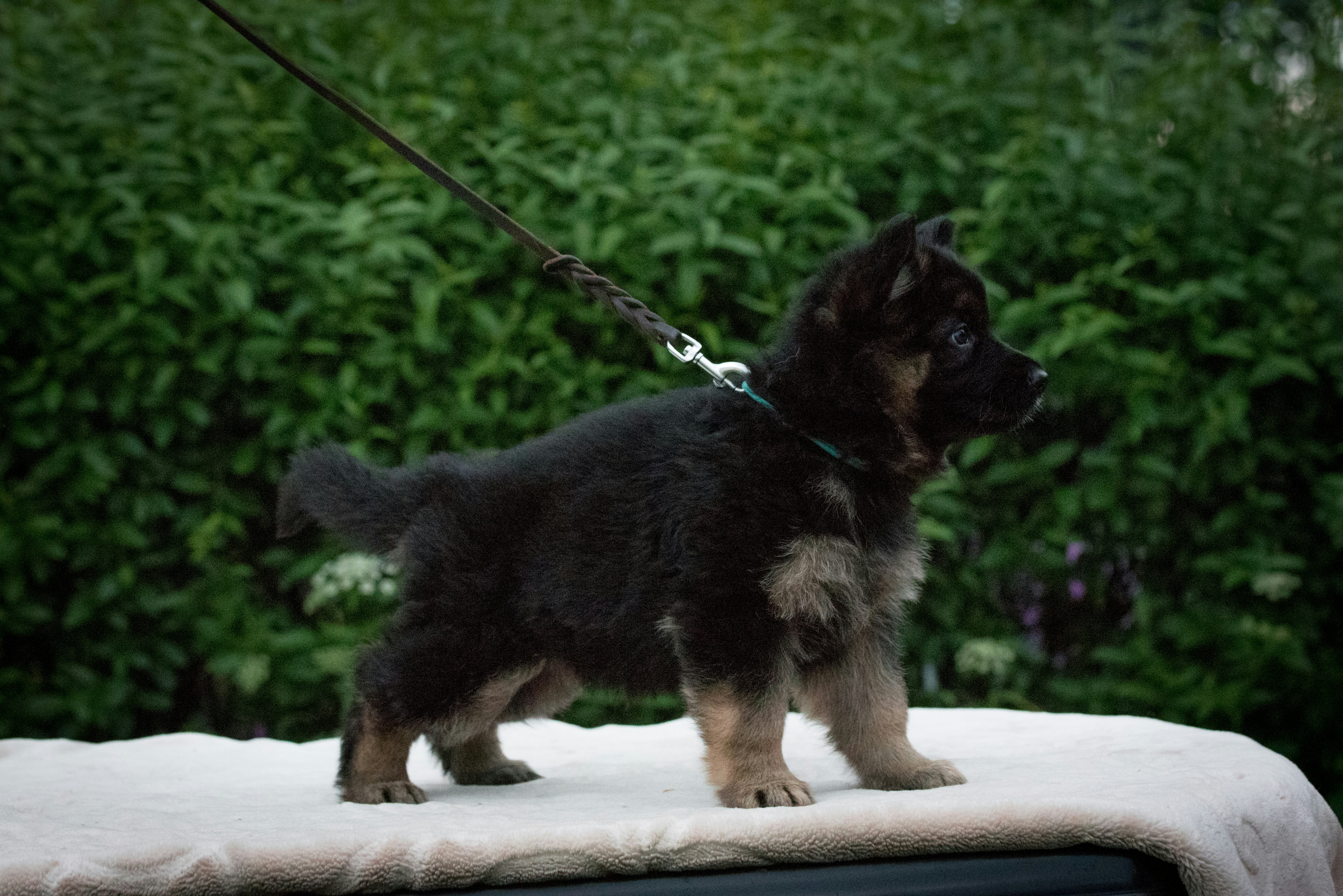 a dog on a leash