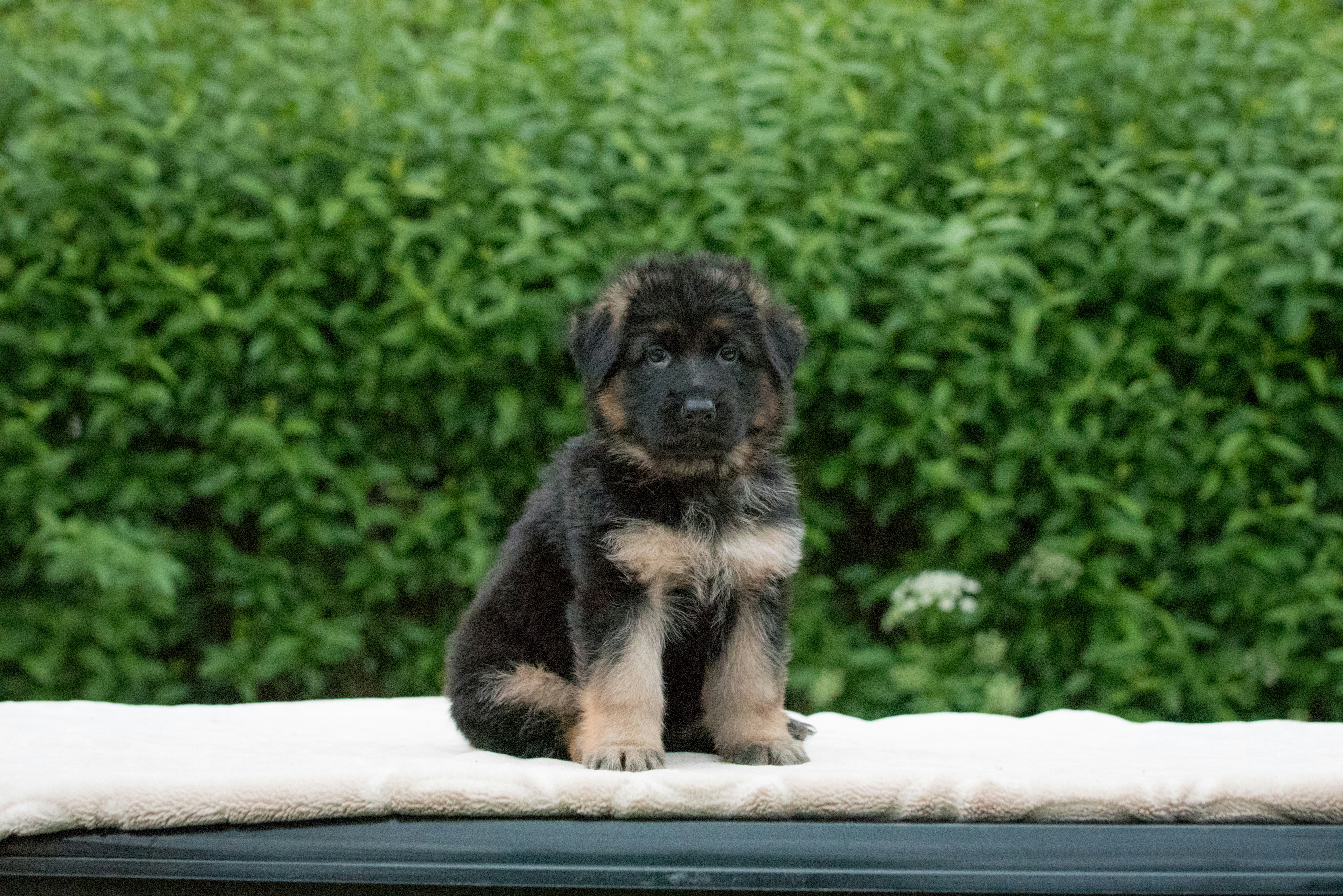 a small black dog