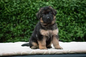 pfoten.fit. hundephysiotherapie / Ernährungsberatung bispingen 