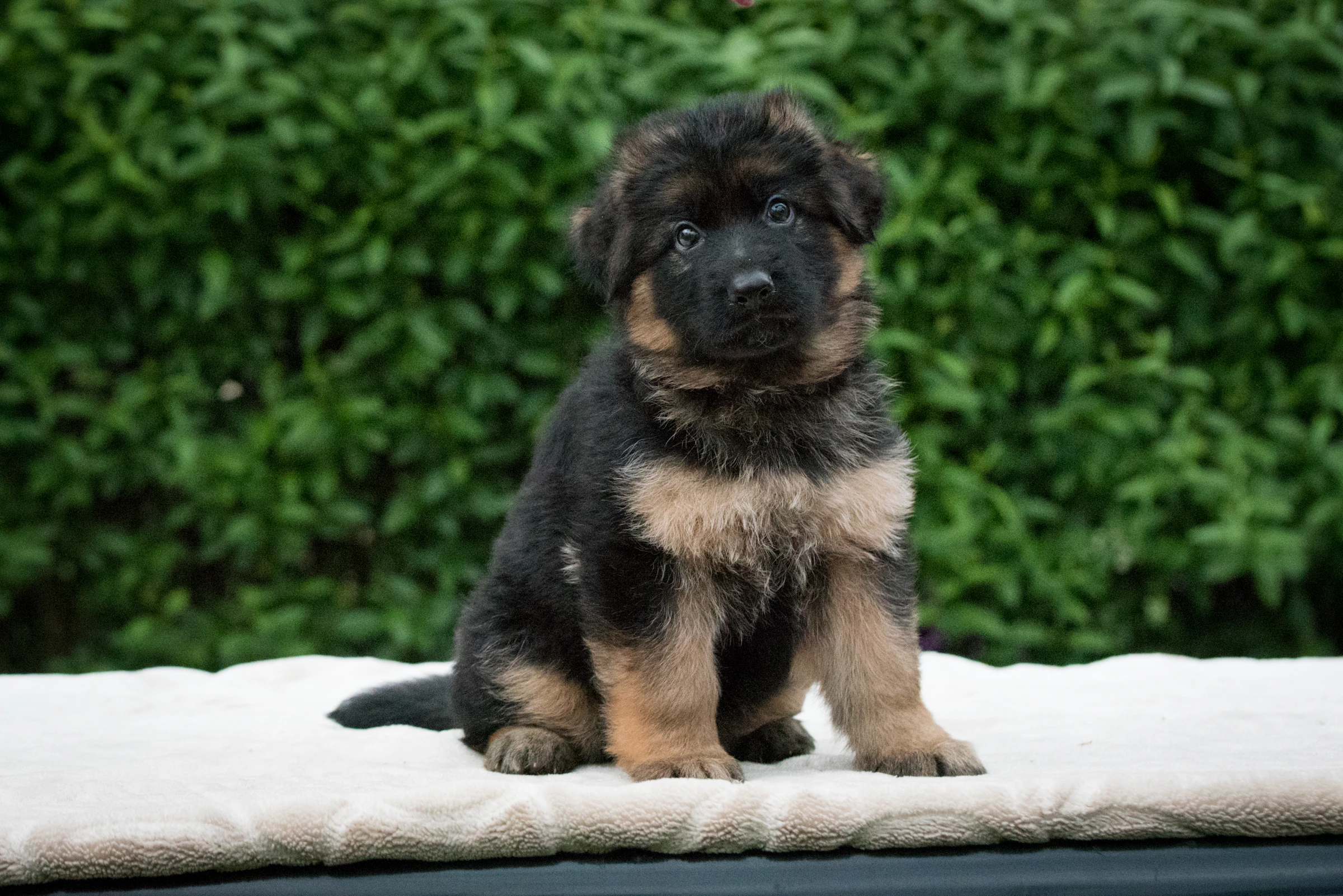 German Shepherd puppy at sunset