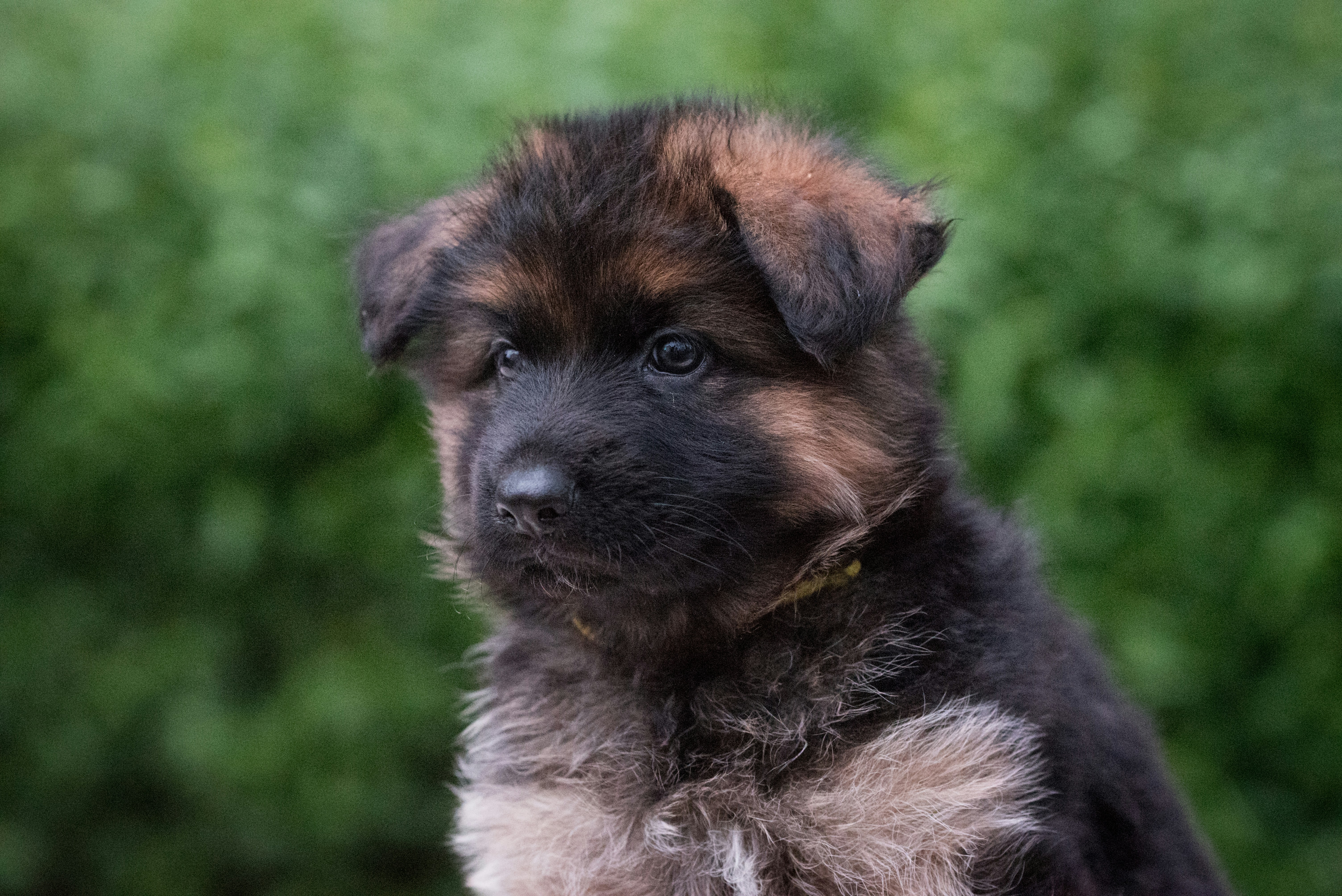 german shepherd puppy