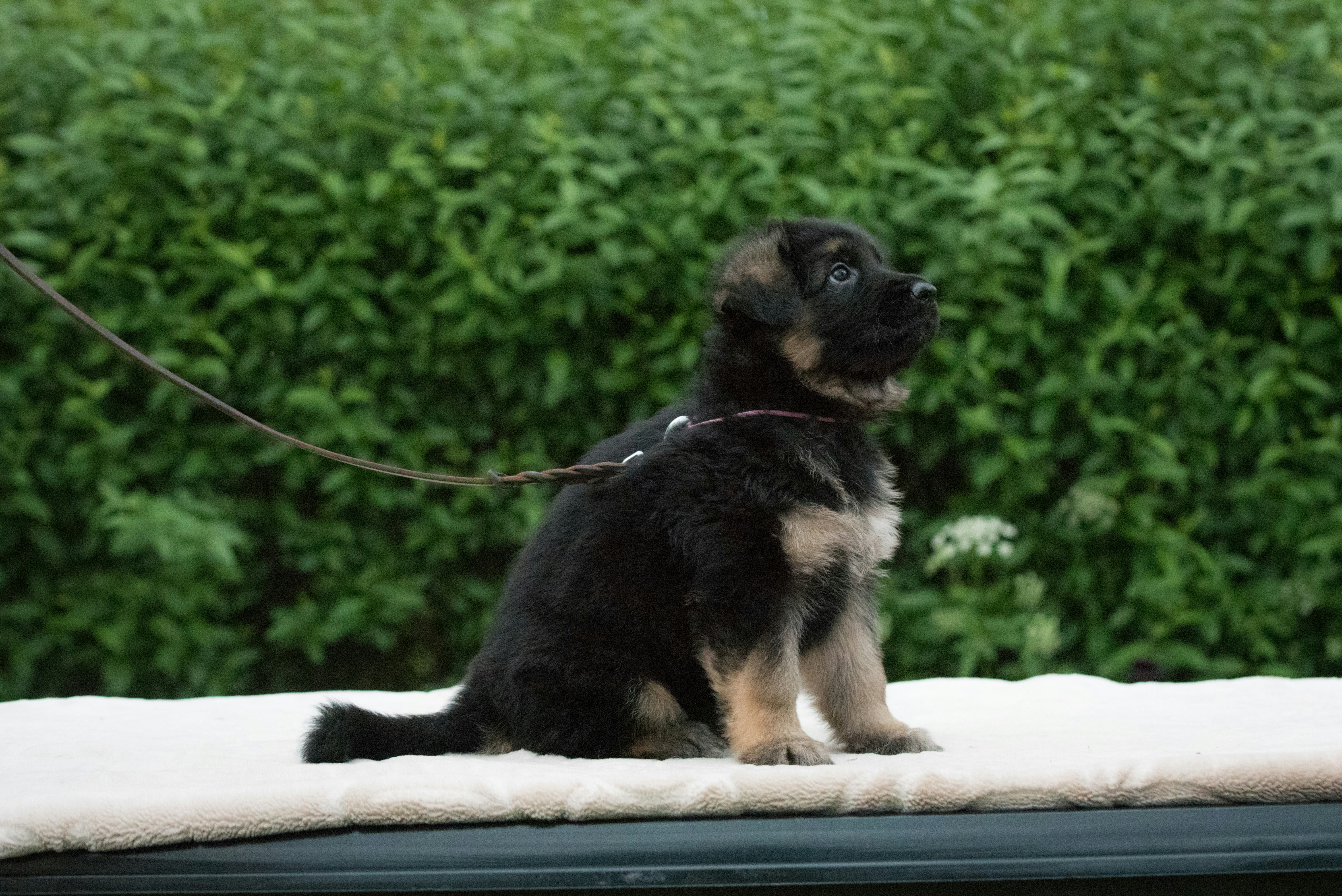 a dog on a leash