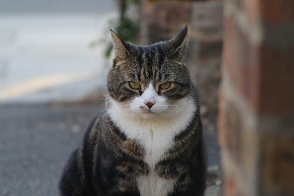 um gato com uma expressão triste