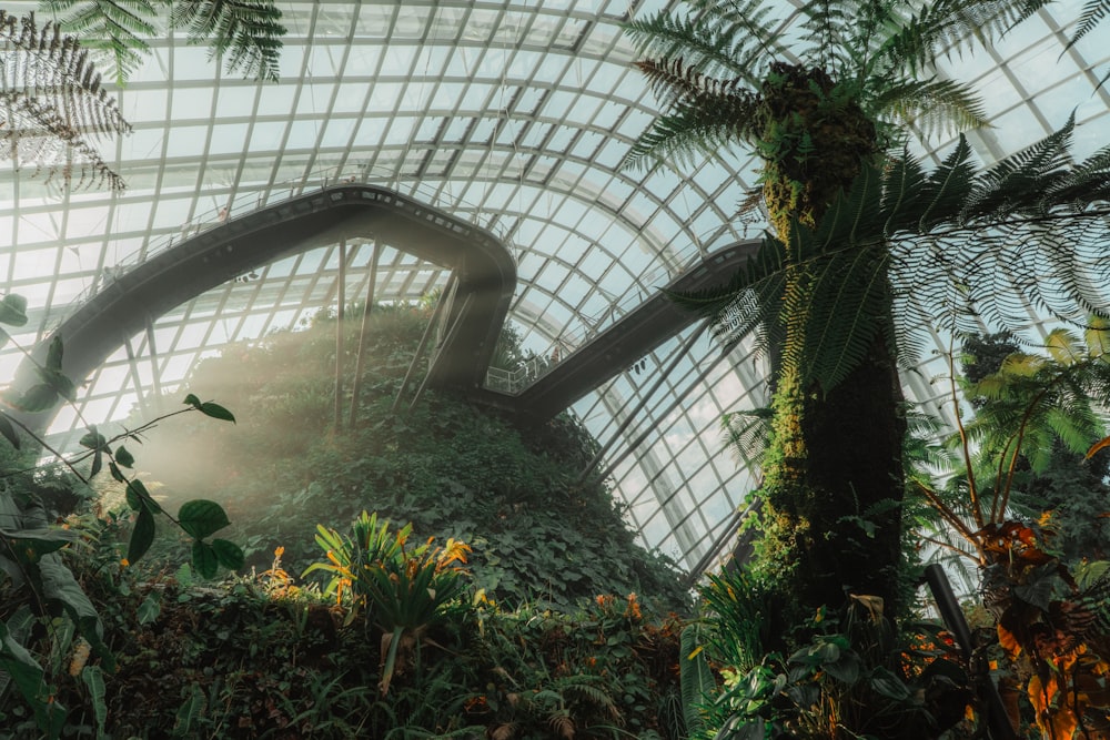 a greenhouse with plants and trees