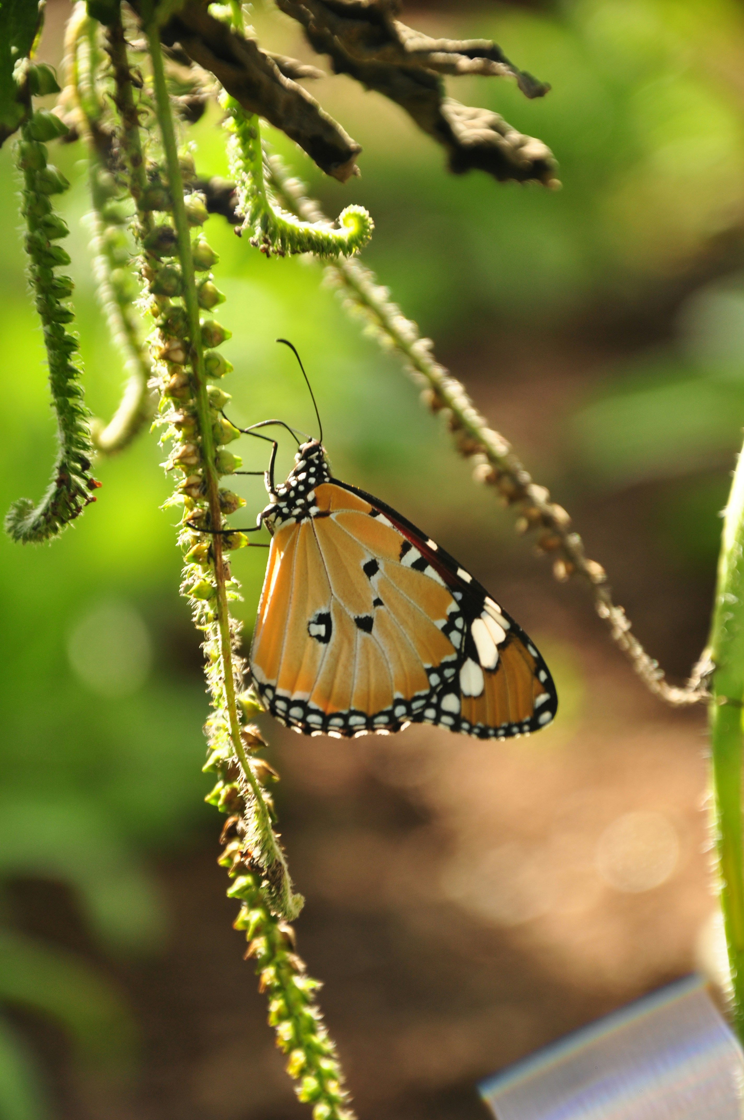 una mariposa en una planta