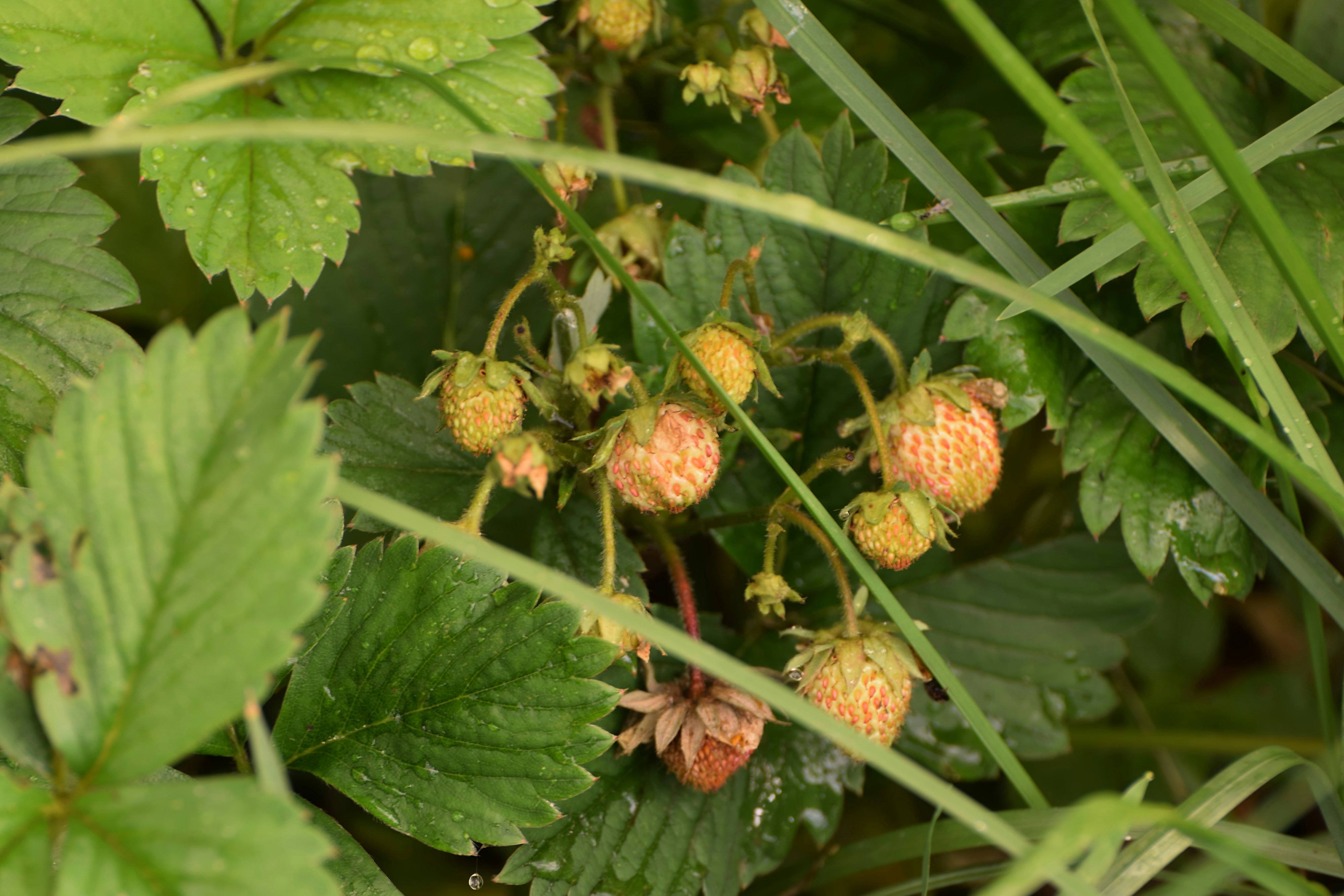 a group of pine cones on a plant