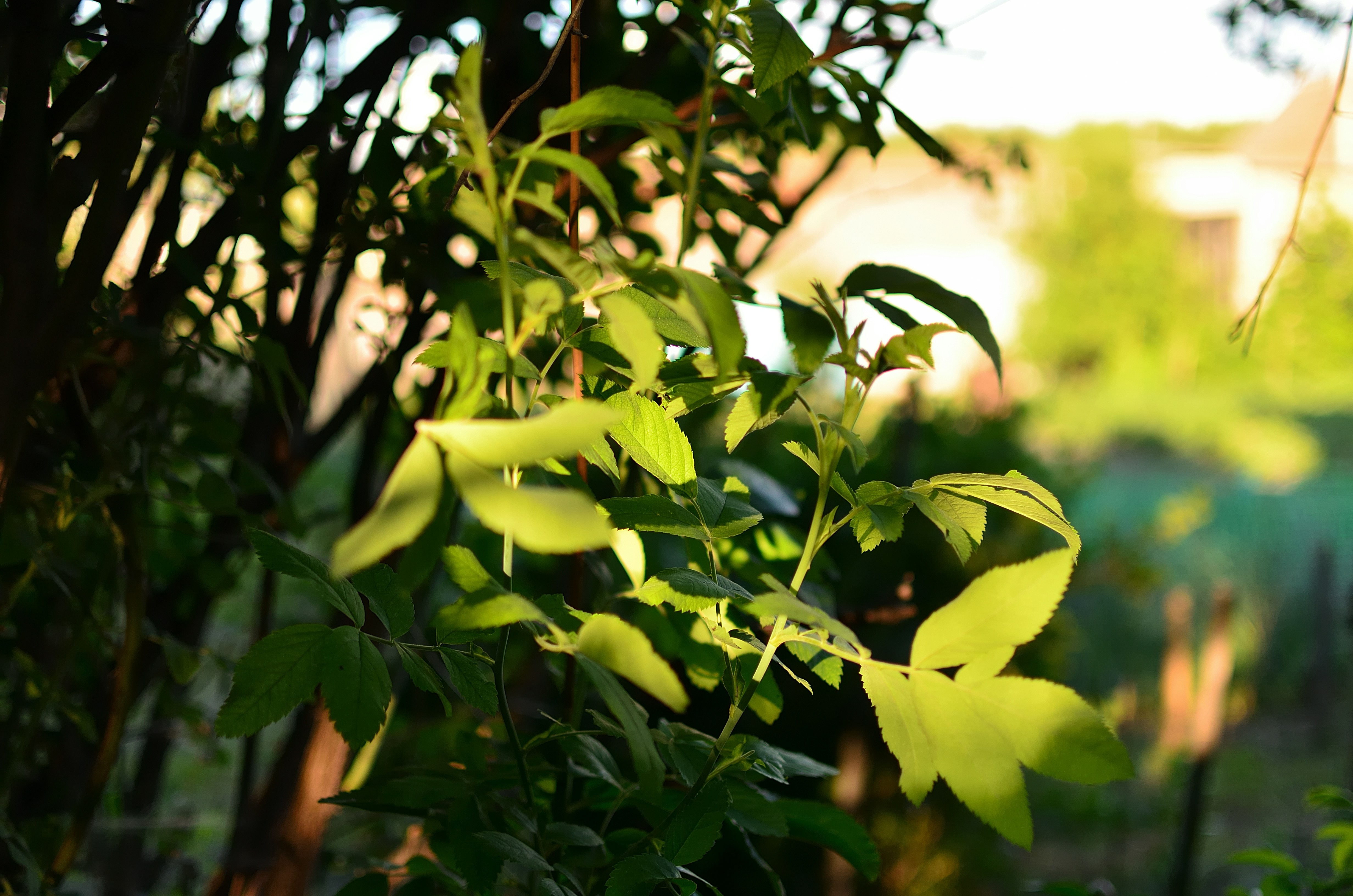 Photo by azxa661