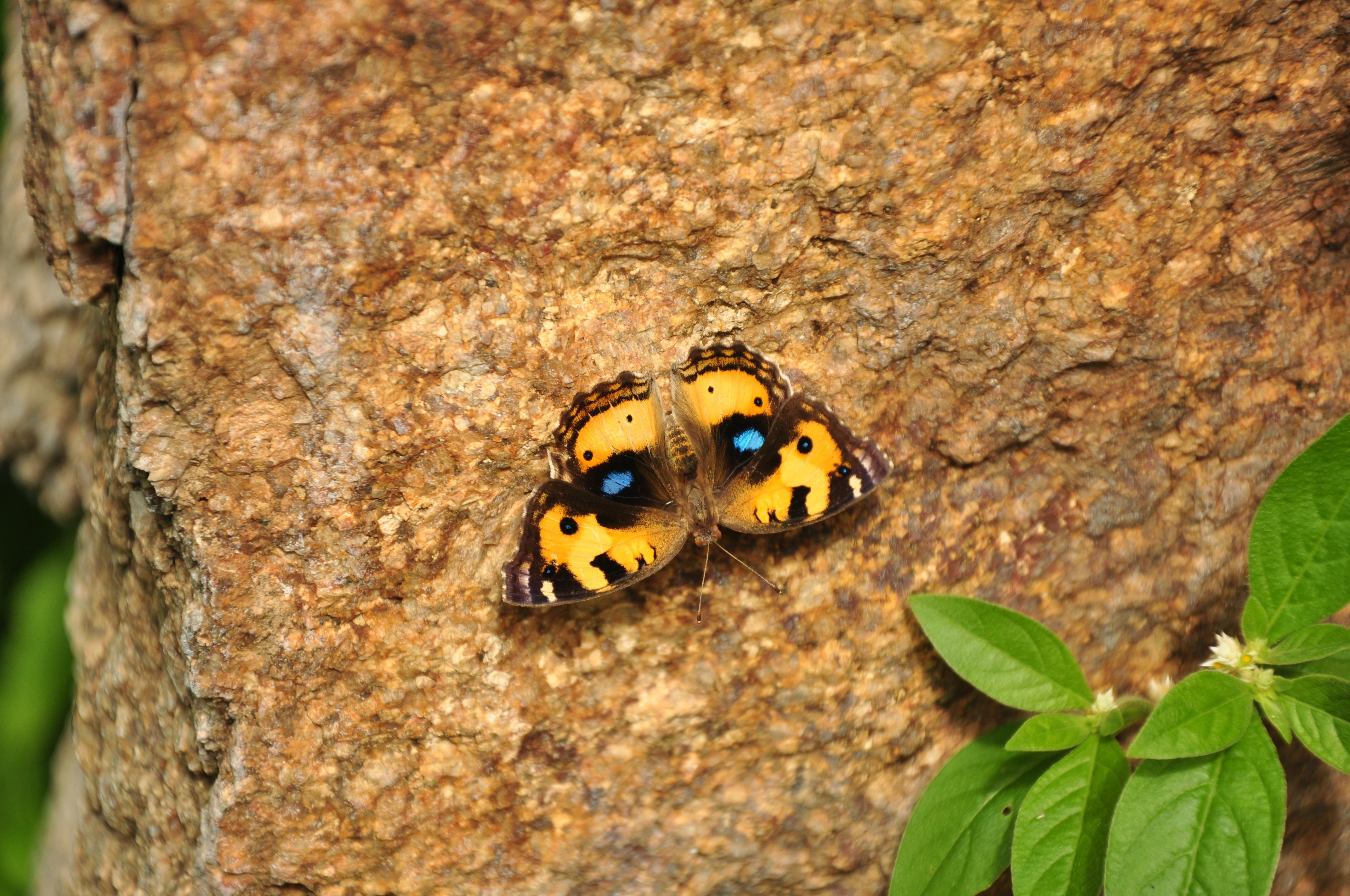 Dos mariposas en un árbol