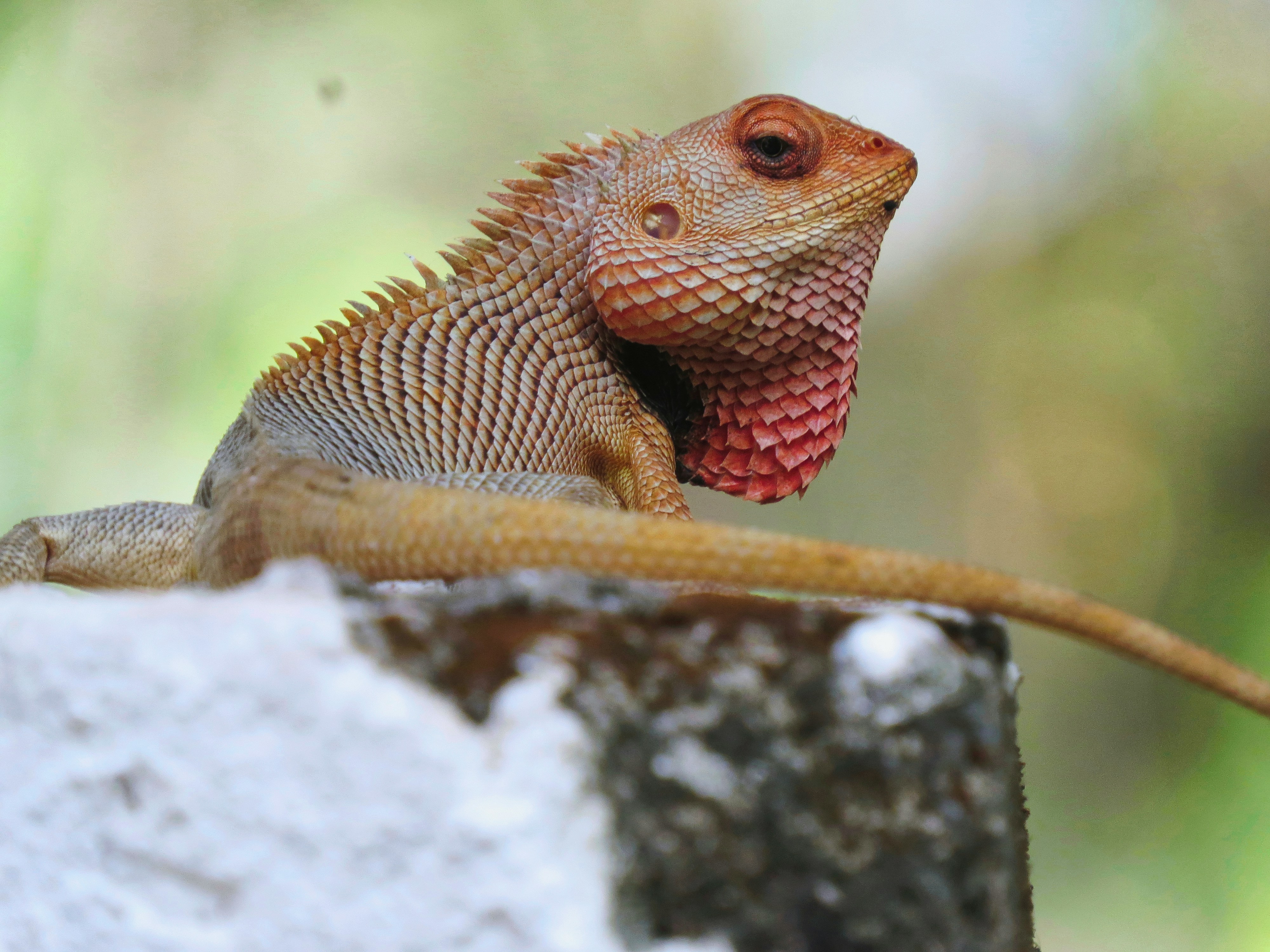Indian chameleon in the jungle