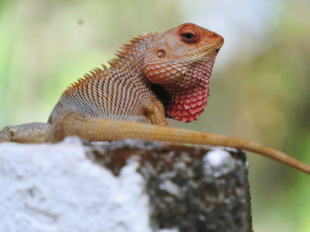 a lizard on a branch