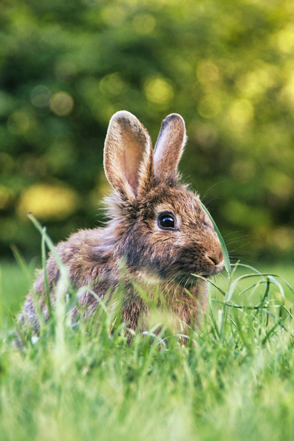 a rabbit in the grass