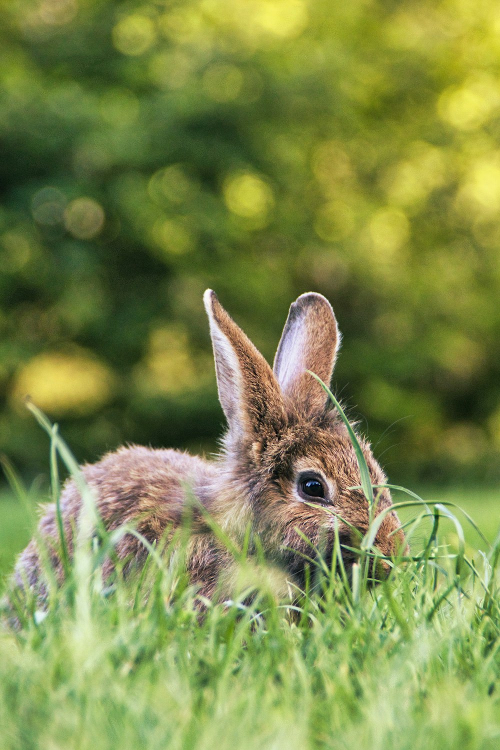 a rabbit in the grass