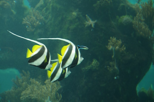 Three striped fish with long dorsal fins swim together in a tranquil underwater setting, surrounded by a background of subdued green aquatic plants and rocks.