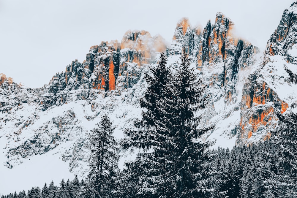 a snowy mountain with trees