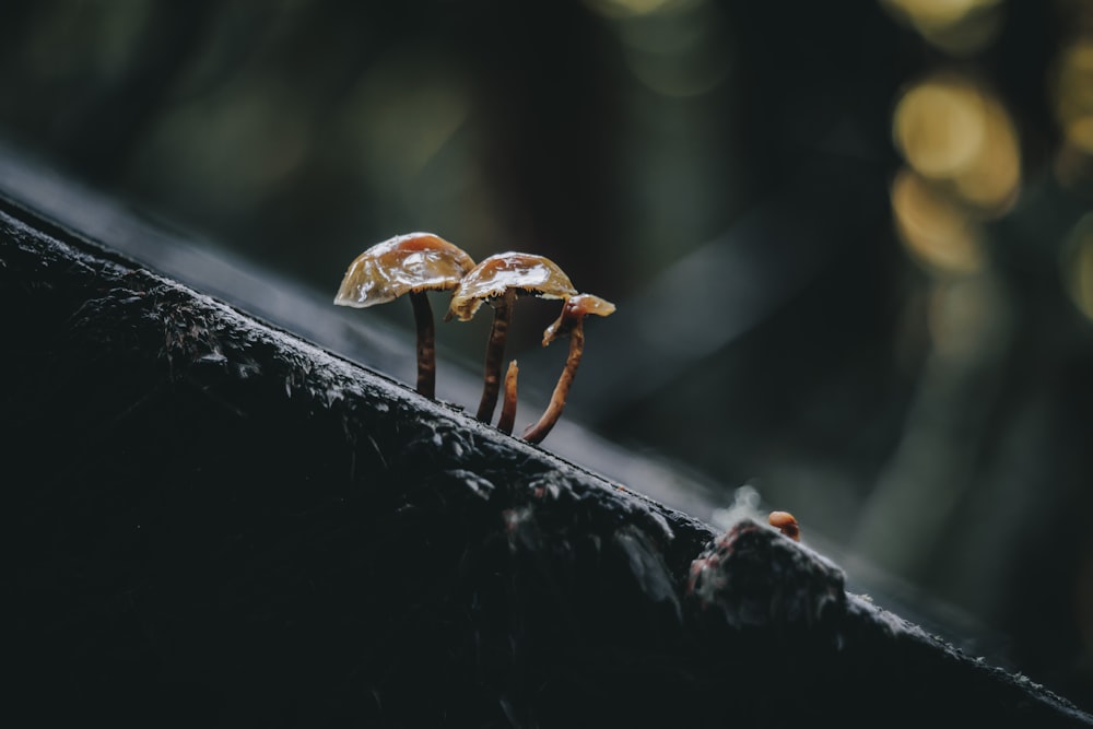 a group of ants on a branch