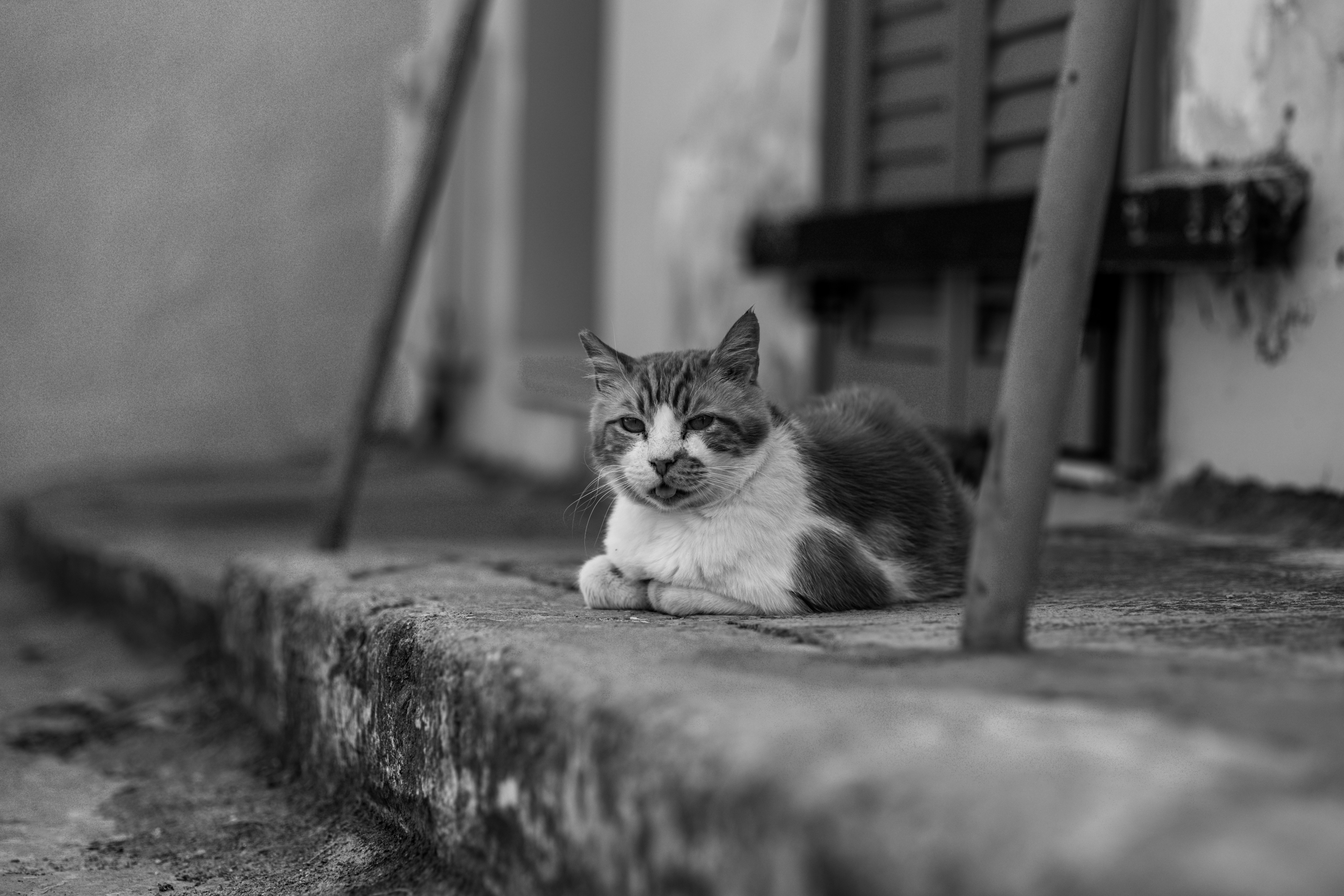 A cat lying on a ledge photo – Free Cat Image on Unsplash