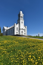 A white church with a tall bell tower stands on a grassy hill covered with blooming yellow flowers, under a clear blue sky. The building features arched windows and crosses, radiating a sense of serenity and spirituality.