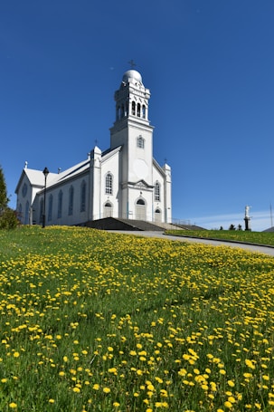 A white church with a tall bell tower stands on a grassy hill covered with blooming yellow flowers, under a clear blue sky. The building features arched windows and crosses, radiating a sense of serenity and spirituality.