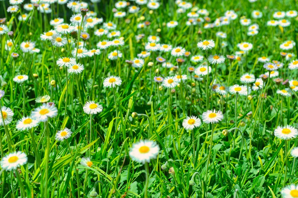 a field of flowers